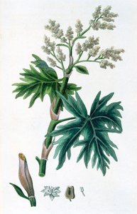 Rhabarber, 1823