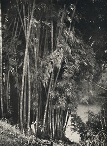 Riesenbambus Dendrocalamus giganteus in Peradeniya bei Kandy, 1926