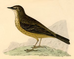 Strandpieper