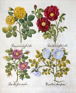 Rosen, 1613 von Unbekannt