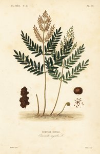 Königsfarn, Osmunda regalis