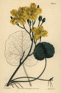 Fieberklee, Menyanthes sarmentosa von Unbekannt