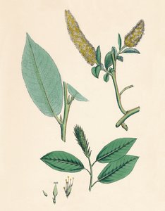 Salix pentandra. Lorbeer-Weide, 19. Jahrhundert