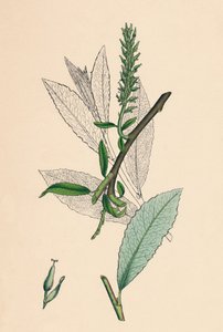 Salix phylicifolia, var. radicans. Teeblättrige Weide, var. a., 19. Jahrhundert von Unbekannt