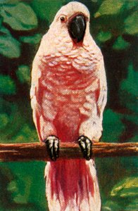 Rosa Haubenkakadu