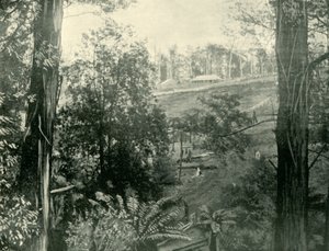 Szene in Upper Gembrook, Victoria, 1901