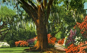 Szene in den Magnolia Gardens, nahe Charleston, S.C., 1942