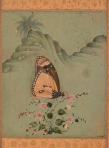 Schmetterling (Indische Miniatur, 17. Jh.) von Unbekannt