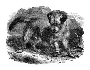 Schottischer Terrier, 1848