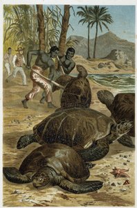 Meeresschildkröten getötet an afrikanischen Küsten - in „La Vita degli animali“ von A.E. Brehm, Turin
