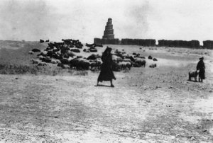 Schafe weiden außerhalb von Samarra, Mesopotamien, 1918 von Unbekannt