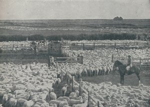 Schafställe in Australien, 1910 von Unbekannt