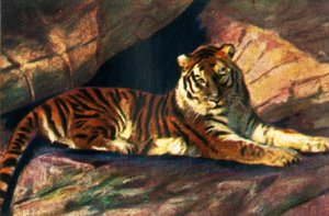 Sibirischer Tiger, ca. 1928
