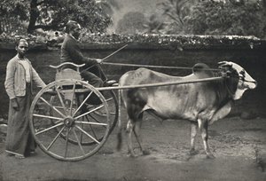 Singhalesisches Zebufuhrwerk