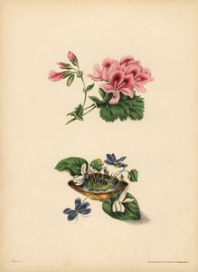 Smiths Geranie, Vorliebe; Die süße lila und weiß blühende Veilchen, Reinheit der Gefühle, Aufrichtigkeit, Bescheidenheit & Unschuld