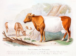 Somerset-Kühe, 1842