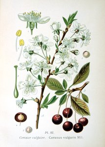 Sauerkirsche, 1893 von Unbekannt
