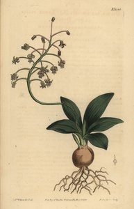 Südindische Meerzwiebel, Ledebouria revoluta von Unbekannt