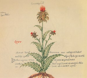 Gänsedistel, 1947 von Unbekannt