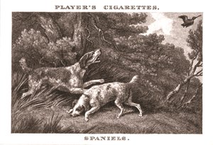 Spaniels, 1924