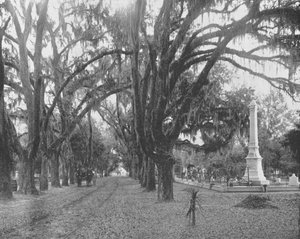 Spanisches Moos auf Lebenseichen, Savannah, Georgia, USA, um 1900 von Unbekannt