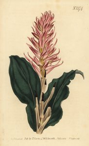 Stenorrhynchos speciosum Orchidee