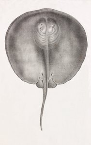 Stachelrochen (Vorderansicht, Nahaufnahme)