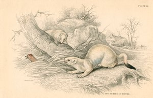 Hermelin Mustela erminea, Mitglied der Wiesel-Familie, 1828