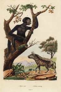 Gestreifte Hyäne und Siamang, gefährdet von Unbekannt