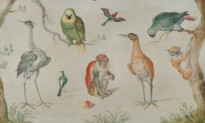 Studie von Vögeln und Affen, 1660-1670 von Unbekannt