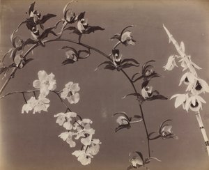 Studie von Orchideen