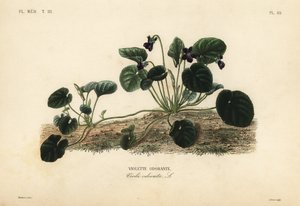 Duftveilchen oder Gartenveilchen von Unbekannt