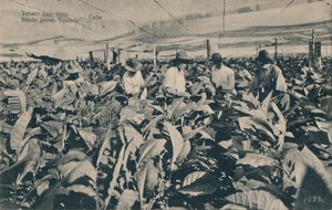 Tabaco bajo toldo. Schattengewachsener Tabak - Kuba, um 1900 von Unbekannt