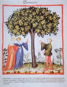 "Tacuinum Sanitatis" Codex Vindobonensis Nova Series 2644, fol. 9, Aprikosen pflücken, Miniatur von Unbekannt