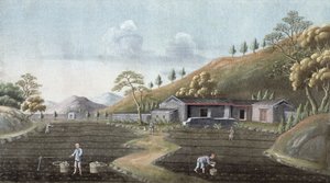 Teepflanzung, China, 19. Jahrhundert von Unbekannt