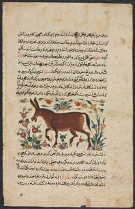 Textseite, persische Prosa Recto, Khar Ass Verso, 1400er