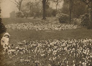 Der Krokusteppich des Frühlings, ca. 1935