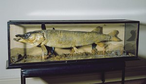 Der Dowdeswell-Hecht, Länge 135 cm