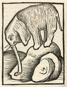 Der Elefant