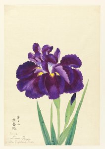 Der kämpfende Bär (Kuma Funjin), Nr. 12, ca. 1910