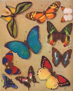 Die wunderbare Farbe der Schmetterlinge, 1935 von Unbekannt
