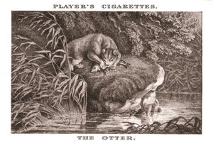 Der Otter von Unbekannt