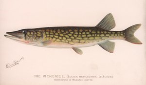 Der Hecht Lucius Reticulatus von Unbekannt