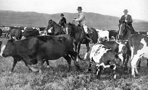 Der Prinz von Wales beim Viehtrieb in Alberta, Kanada, um 1930er