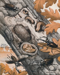 Die Geschichte des größten britischen Käfers, 1935 von Unbekannt