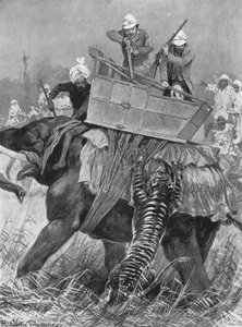 Der Besuch des Prinzen von Wales in Indien, 1876: Der Elefant des Prinzen wird von einem Tiger angegriffen, 1901 von Unbekannt