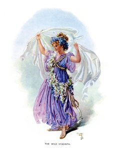 Die wilde Hyazinthe, 1899
