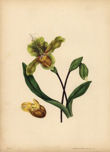 Die edle Frauenschuh-Orchidee, Cypripedium reginae, Ähnlichkeit von Unbekannt