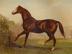 Vollbluthengst Blair Athol, Gewinner des Derbys & St. Leger 1864, ca. 1879