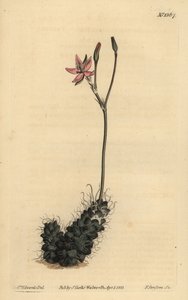 Fadenanacampseros, Anacampseros filamentosa